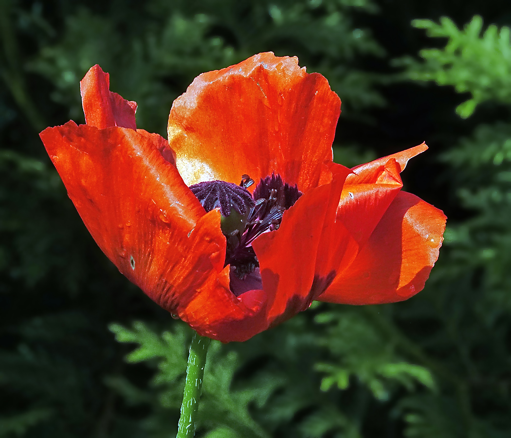 Изображение особи Papaver setiferum.