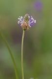 Plantago lanceolata