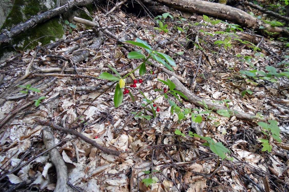 Image of Daphne albowiana specimen.