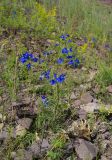 Delphinium grandiflorum