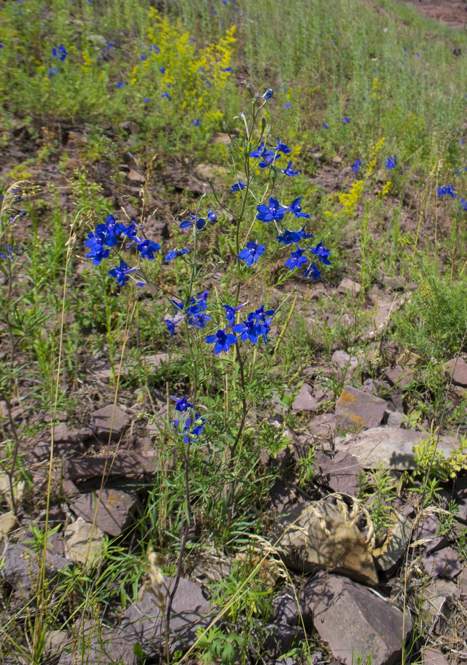 Image of Delphinium grandiflorum specimen.