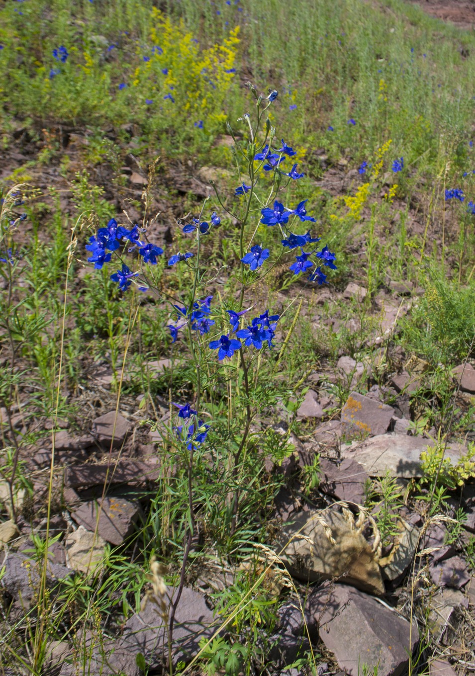 Изображение особи Delphinium grandiflorum.