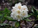 Rhododendron caucasicum. Верхушка побега с соцветием. Адыгея, Фишт-Оштеновский массив, перевал Черкесский, ≈ 1800 м н.у.м., субальпийский луг. 07.07.2017.