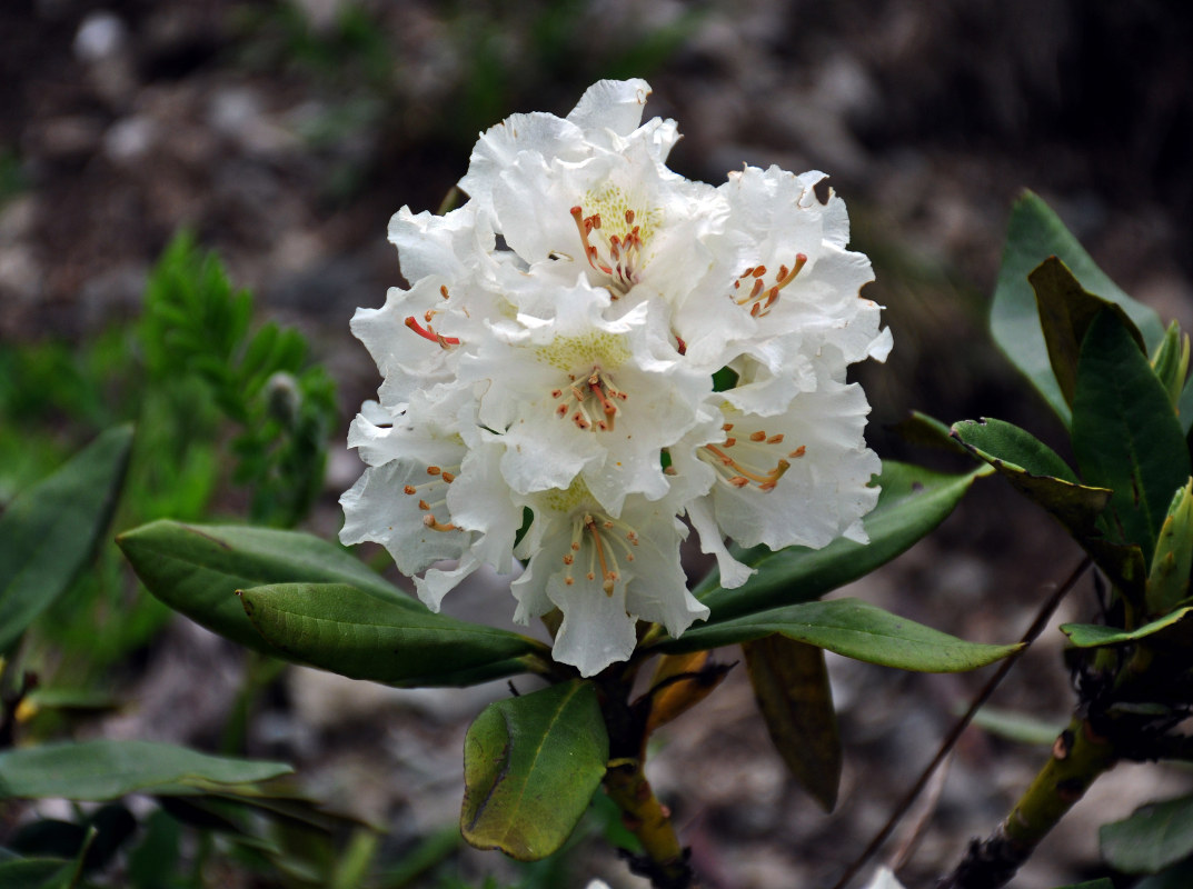 Image of Rhododendron caucasicum specimen.