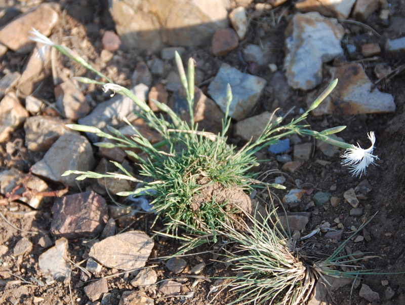 Изображение особи Dianthus klokovii.