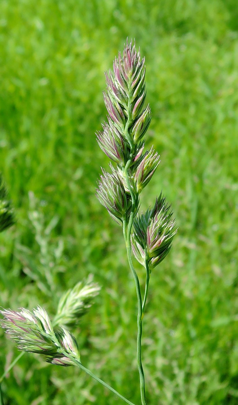 Изображение особи Dactylis glomerata.