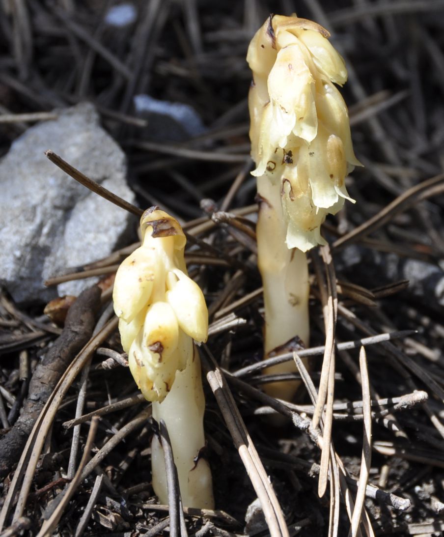 Image of Hypopitys monotropa specimen.