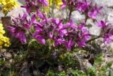 Pedicularis caucasica