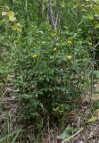 Potentilla erecta