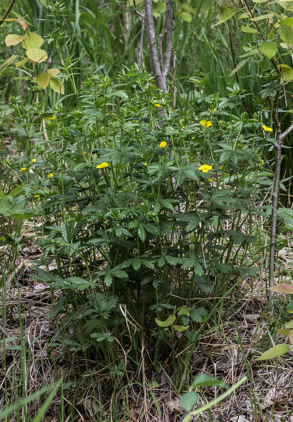 Изображение особи Potentilla erecta.