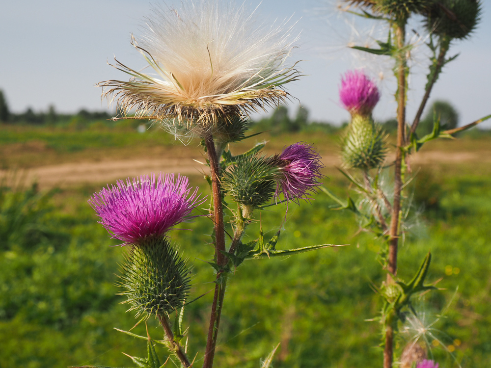 Изображение особи Cirsium vulgare.