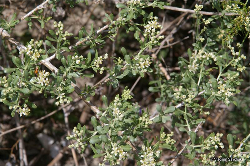 Image of Nitraria schoberi specimen.