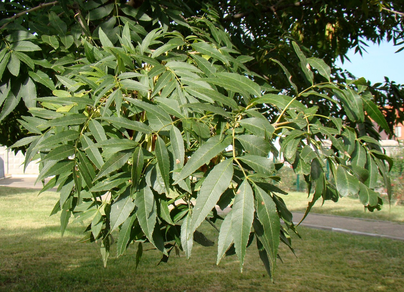 Image of Fraxinus excelsior specimen.