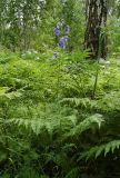 Polemonium caeruleum