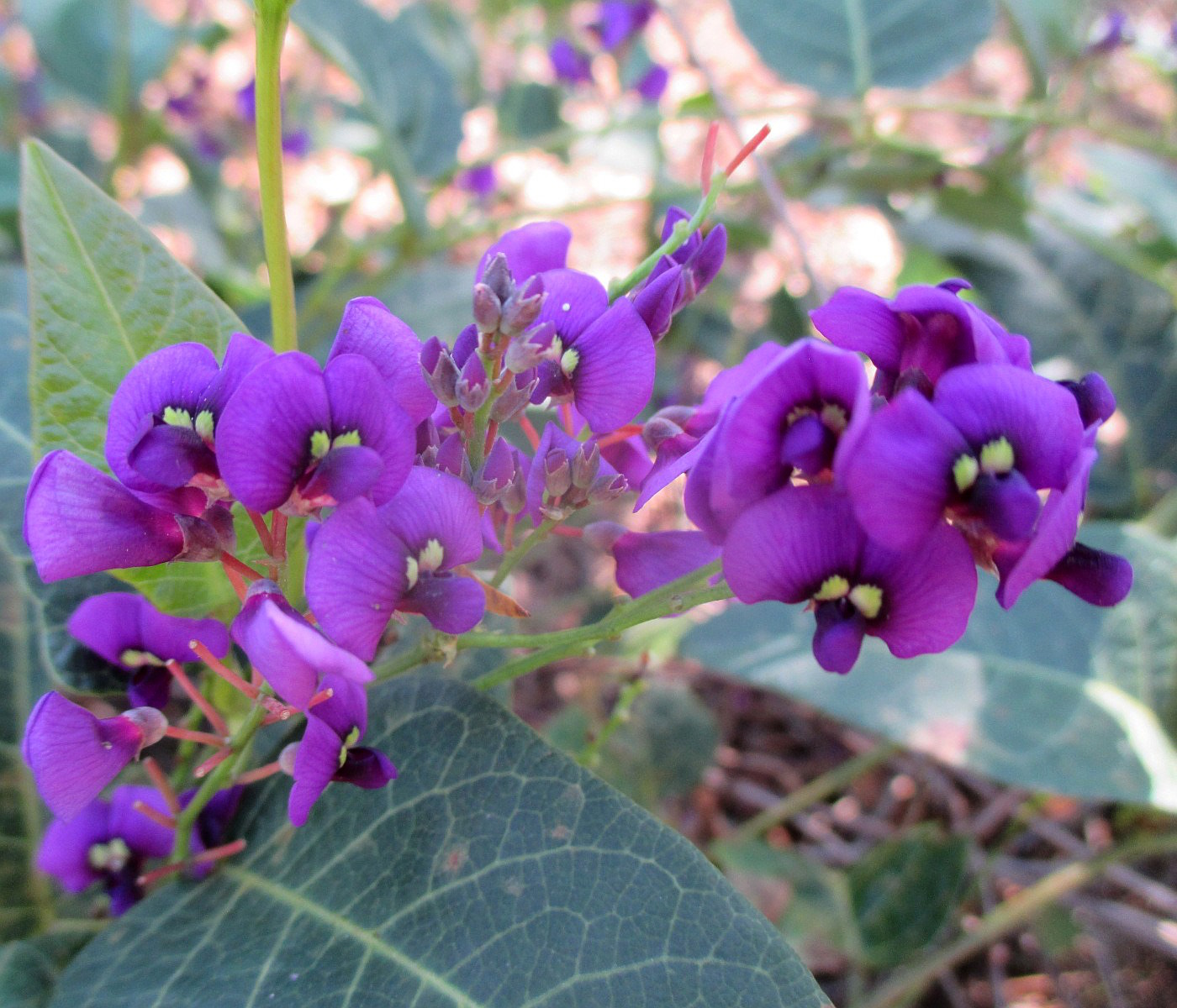Image of Hardenbergia violacea specimen.