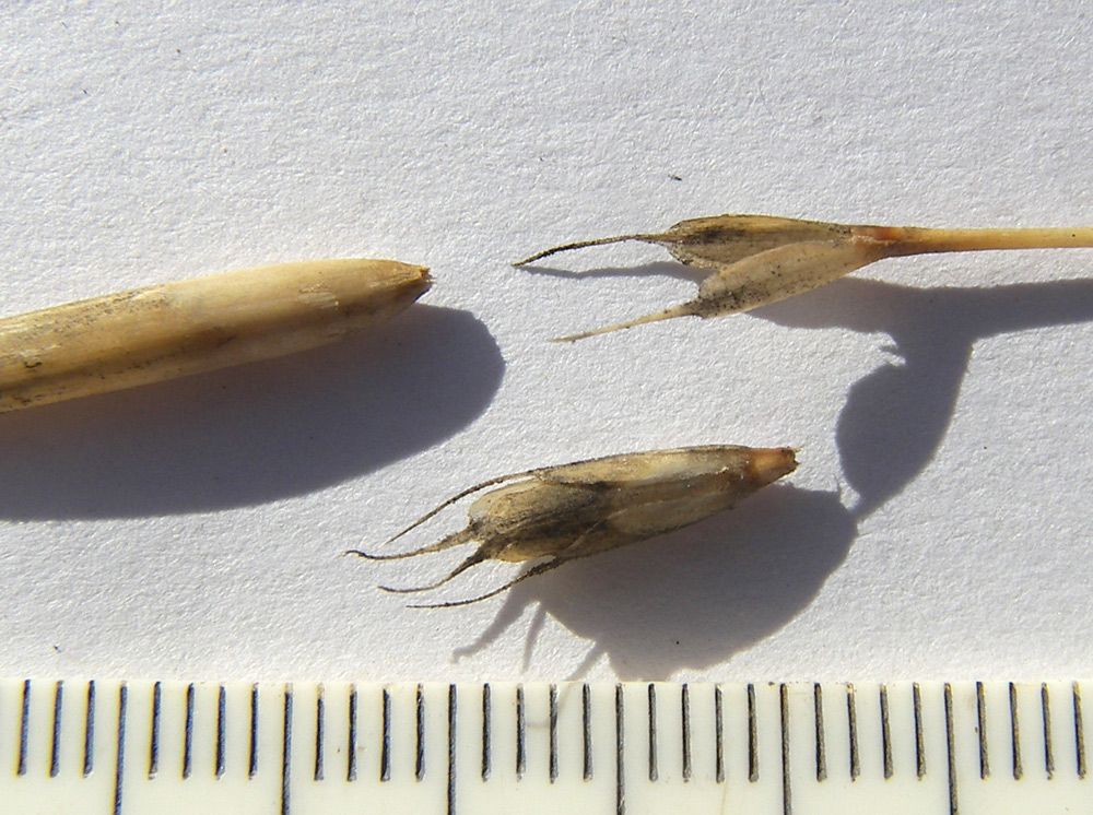 Image of Dianthus elbrusensis specimen.