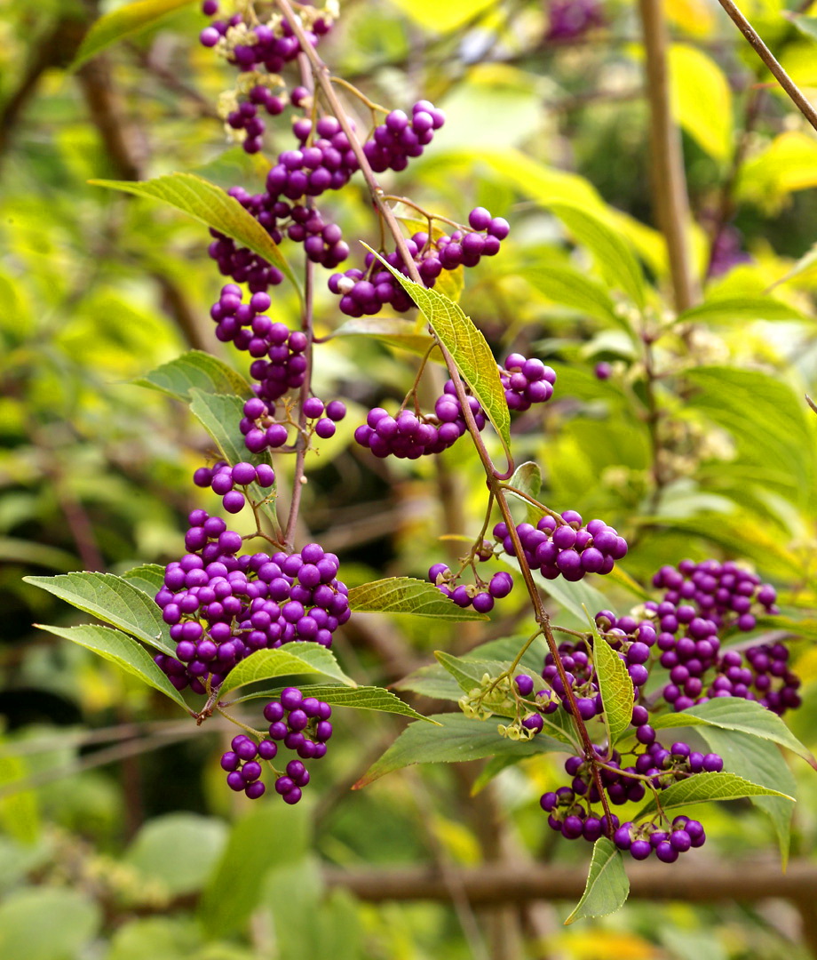 Image of genus Callicarpa specimen.