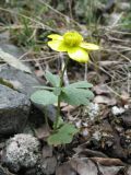 Ranunculus polyrhizos. Цветущее растение. Казахстан, юго-зап. часть Джунгарского Алатау, пер. Алтын-Эмель, южный скалистый макросклон. 21 апреля 2016 г.