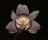 Image of taxon representative. Author is Татьяна Мальчинская