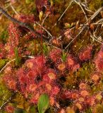 Drosera rotundifolia. Плодоносящие растения на сфагнуме. Магаданская обл., г. Магадан, окр. мкр-на Автодром, заболоченный участок на пологом склоне сопки. 03.08.2016.