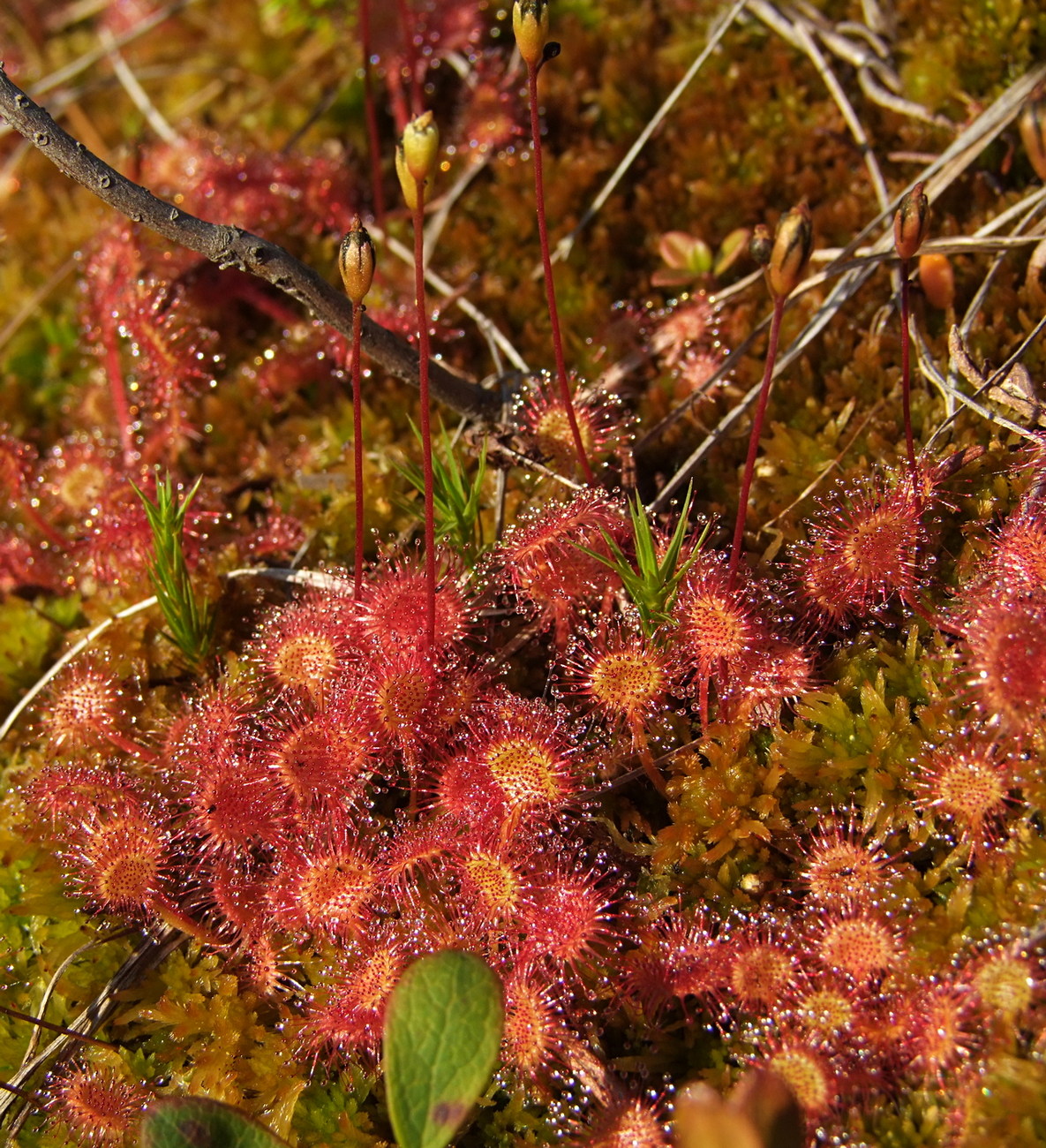 Изображение особи Drosera rotundifolia.