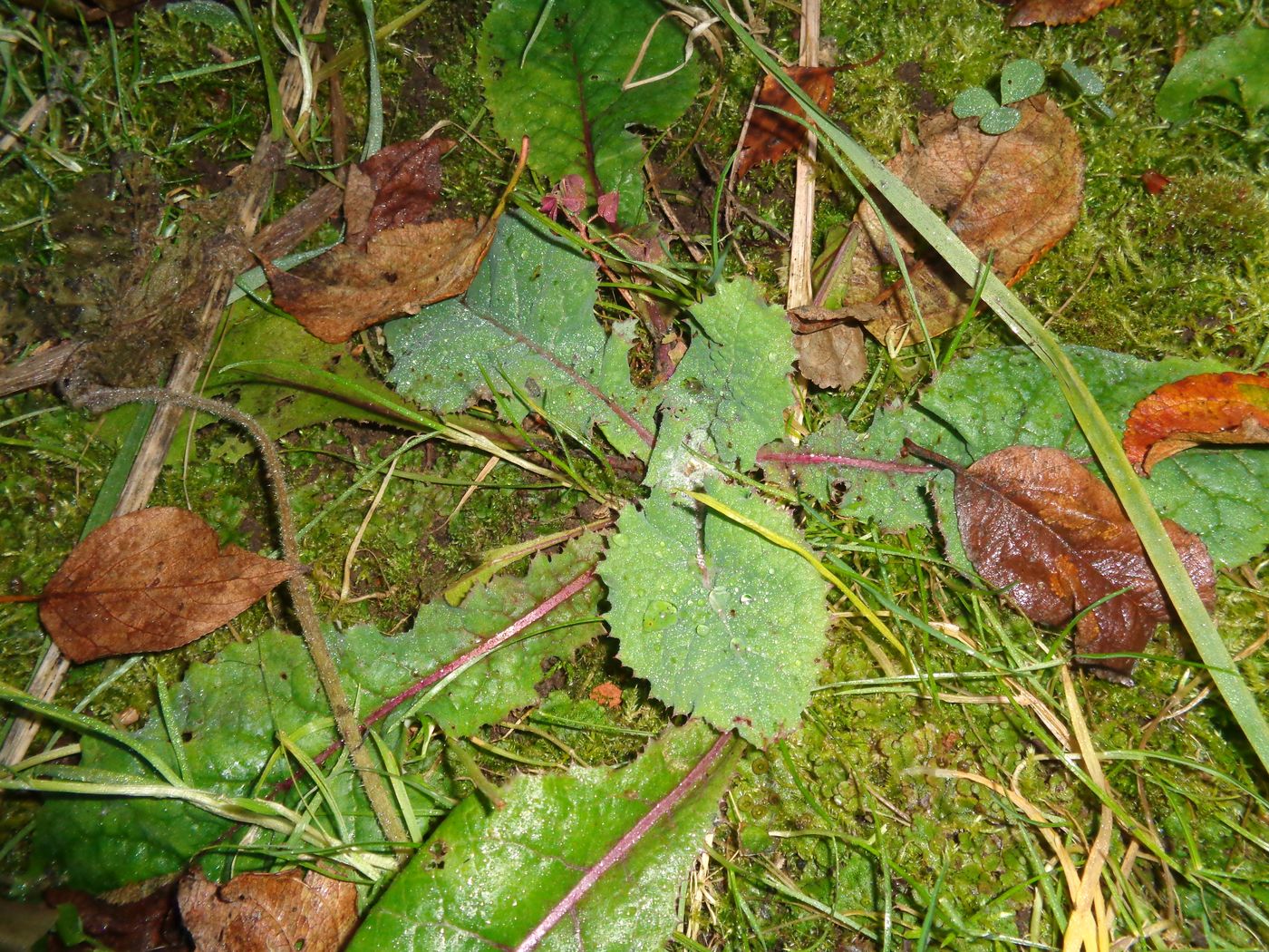 Image of Sonchus asper specimen.