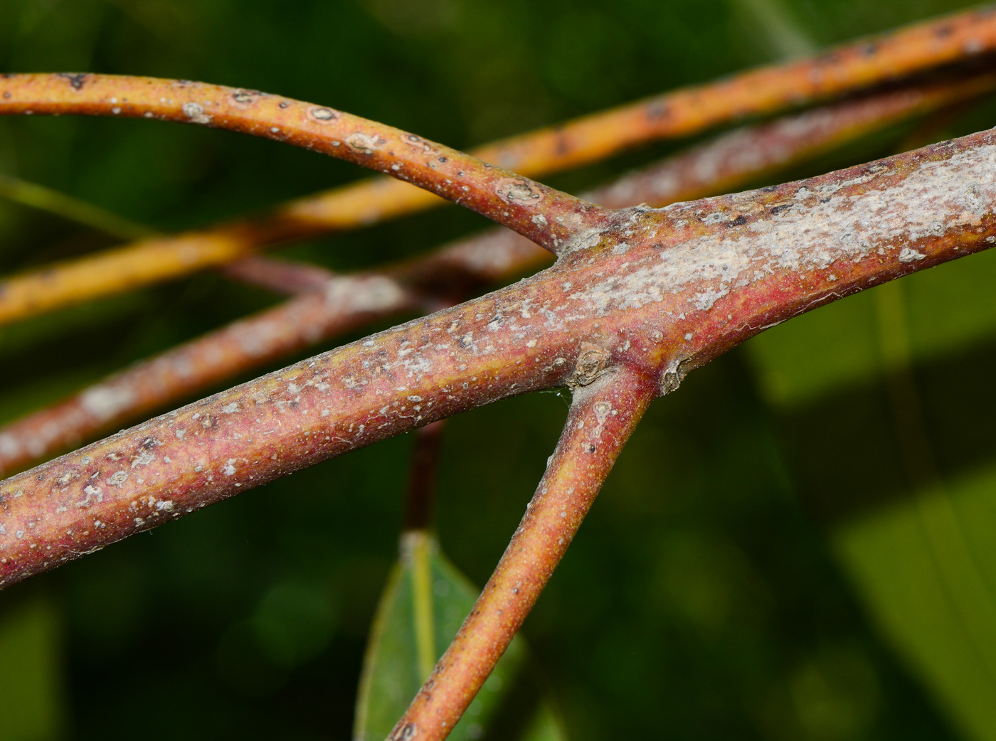 Изображение особи Eucalyptus erythrocorys.