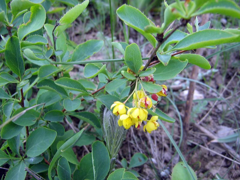 Изображение особи Berberis sphaerocarpa.