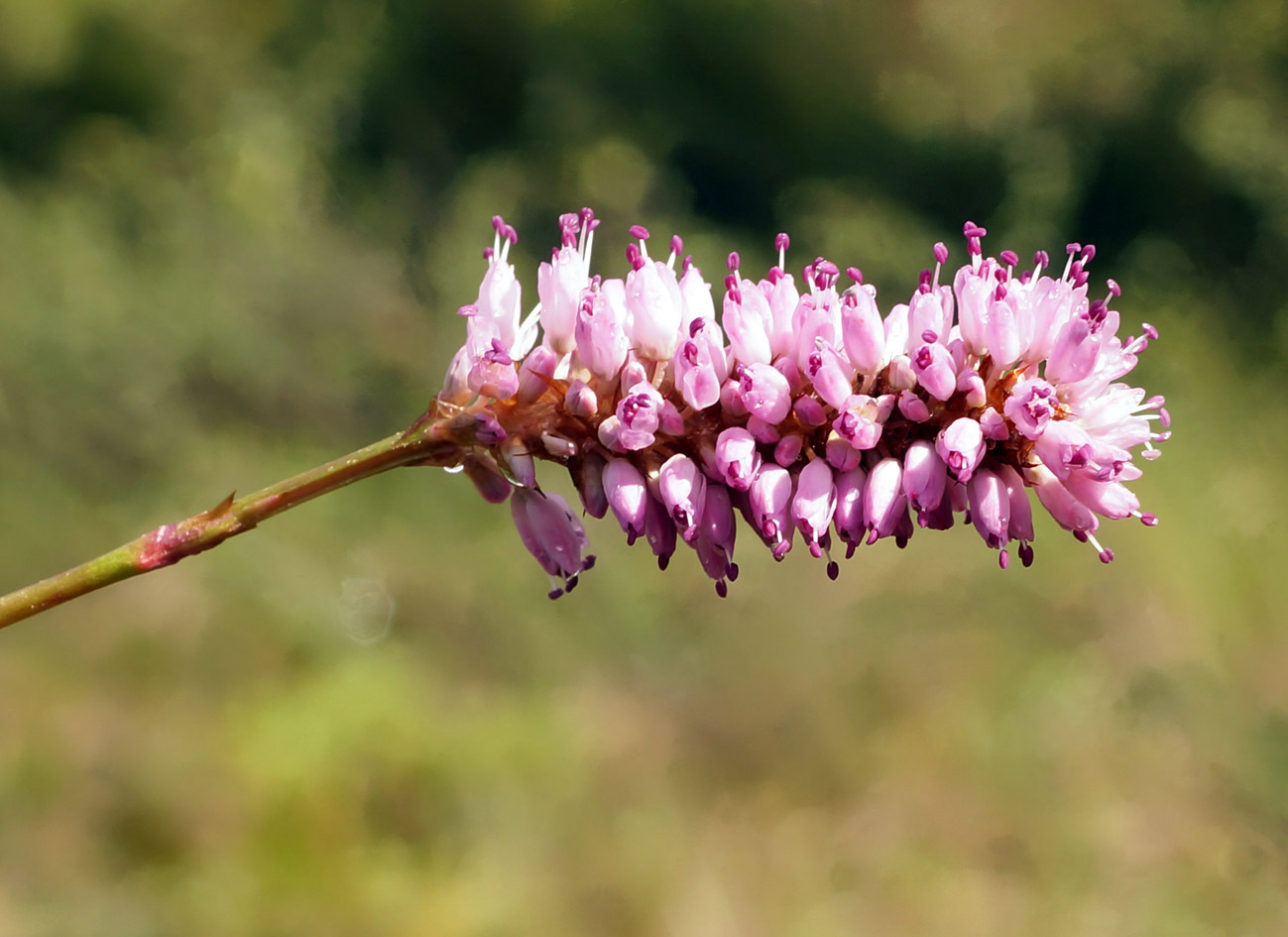 Image of Bistorta officinalis specimen.