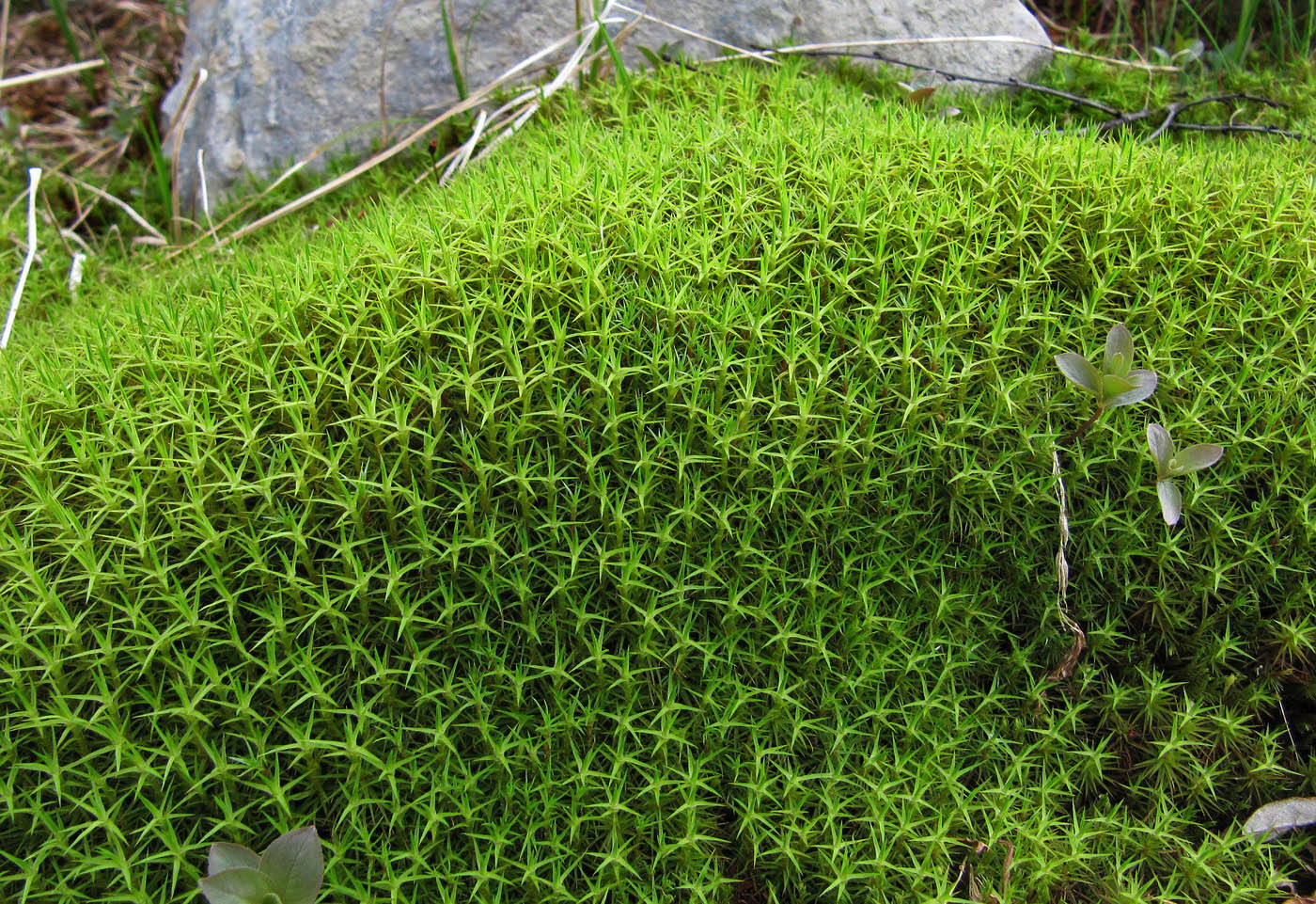 Изображение особи Polytrichum juniperinum.