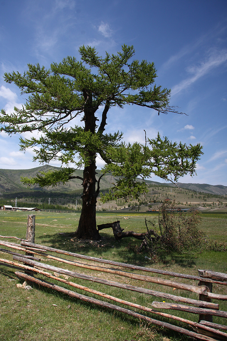 Image of Larix sibirica specimen.