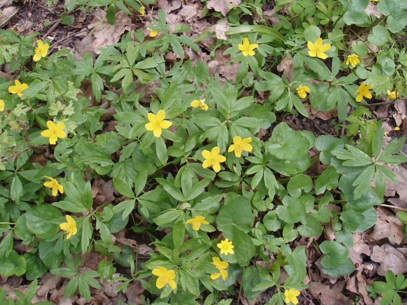 Image of Anemone ranunculoides specimen.