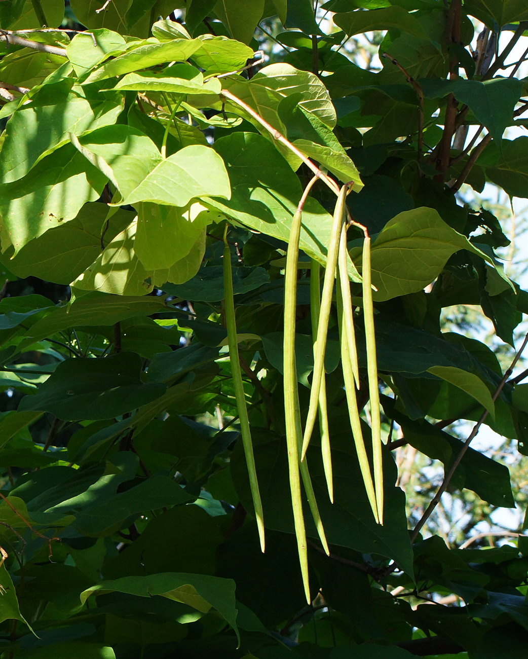 Изображение особи Catalpa bignonioides.