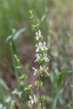 Stachys atherocalyx. Верхушки побегов с соцветиями. Грузия, г. Тбилиси, Центральный ботанический сад АН Грузии, обочина дорожки с щебенистым грунтом. 15.05.2017.