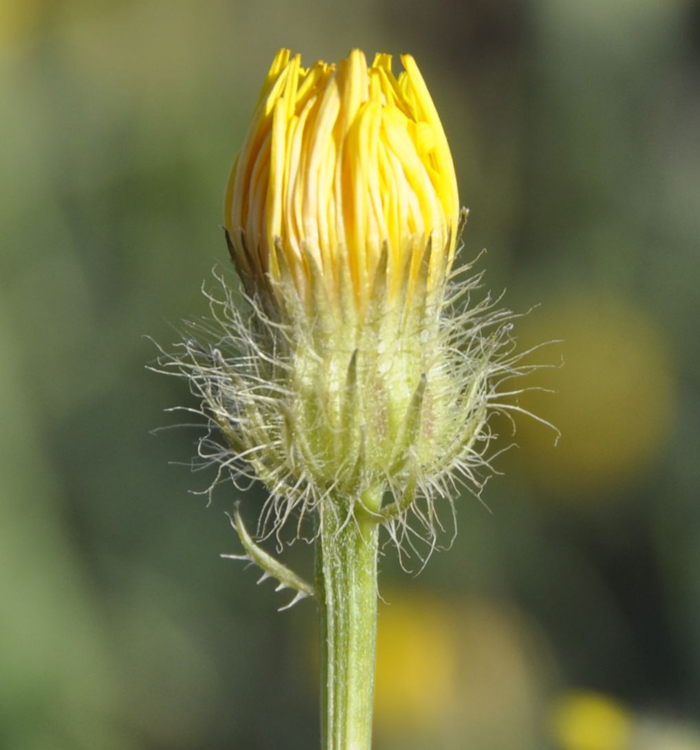 Изображение особи род Crepis.