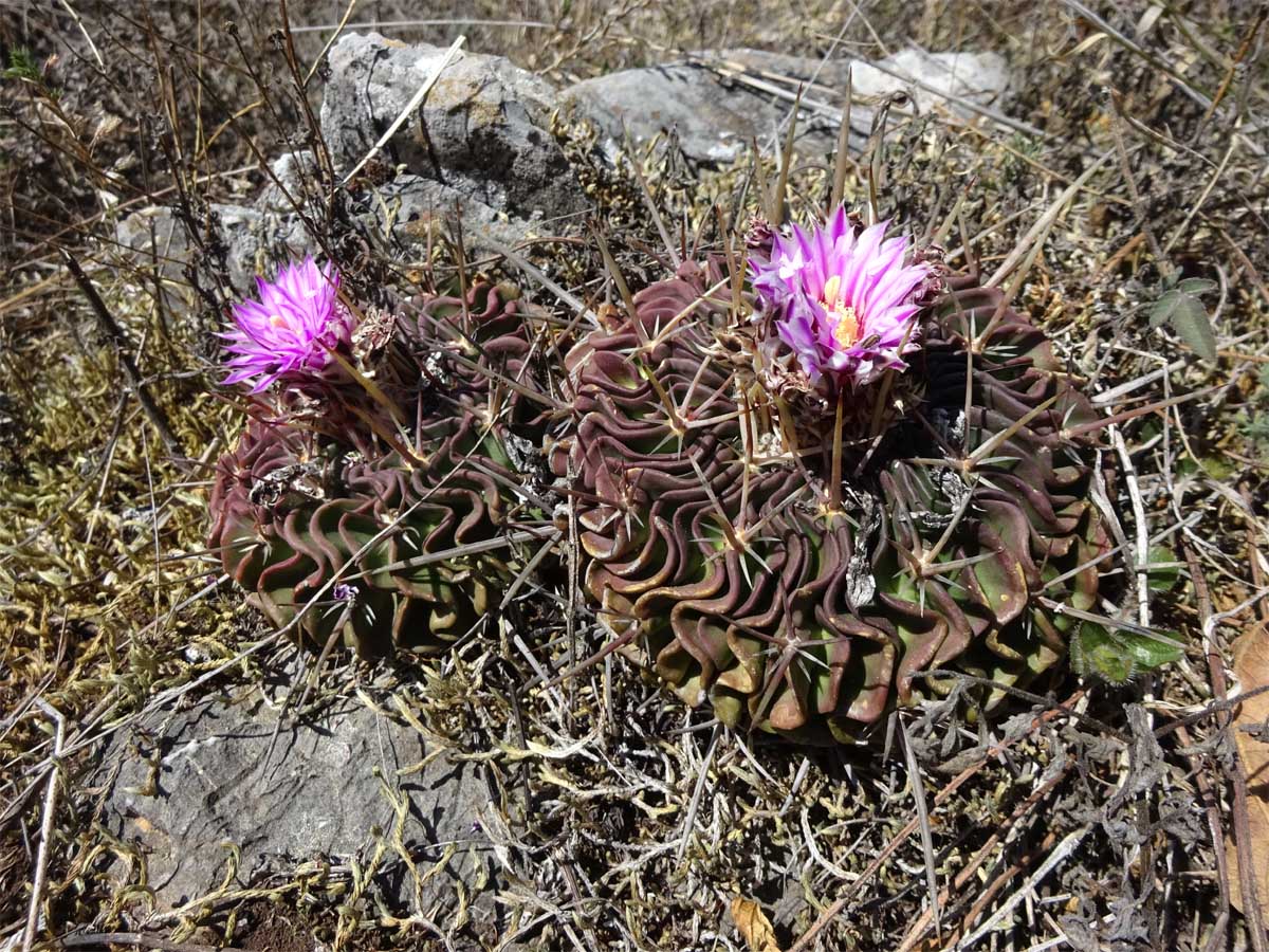 Image of Echinofossulocactus multicostatus specimen.
