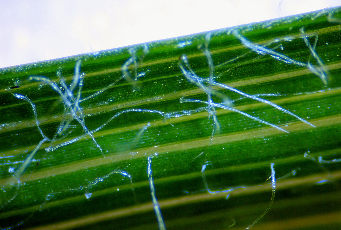 Image of Carex hirta specimen.