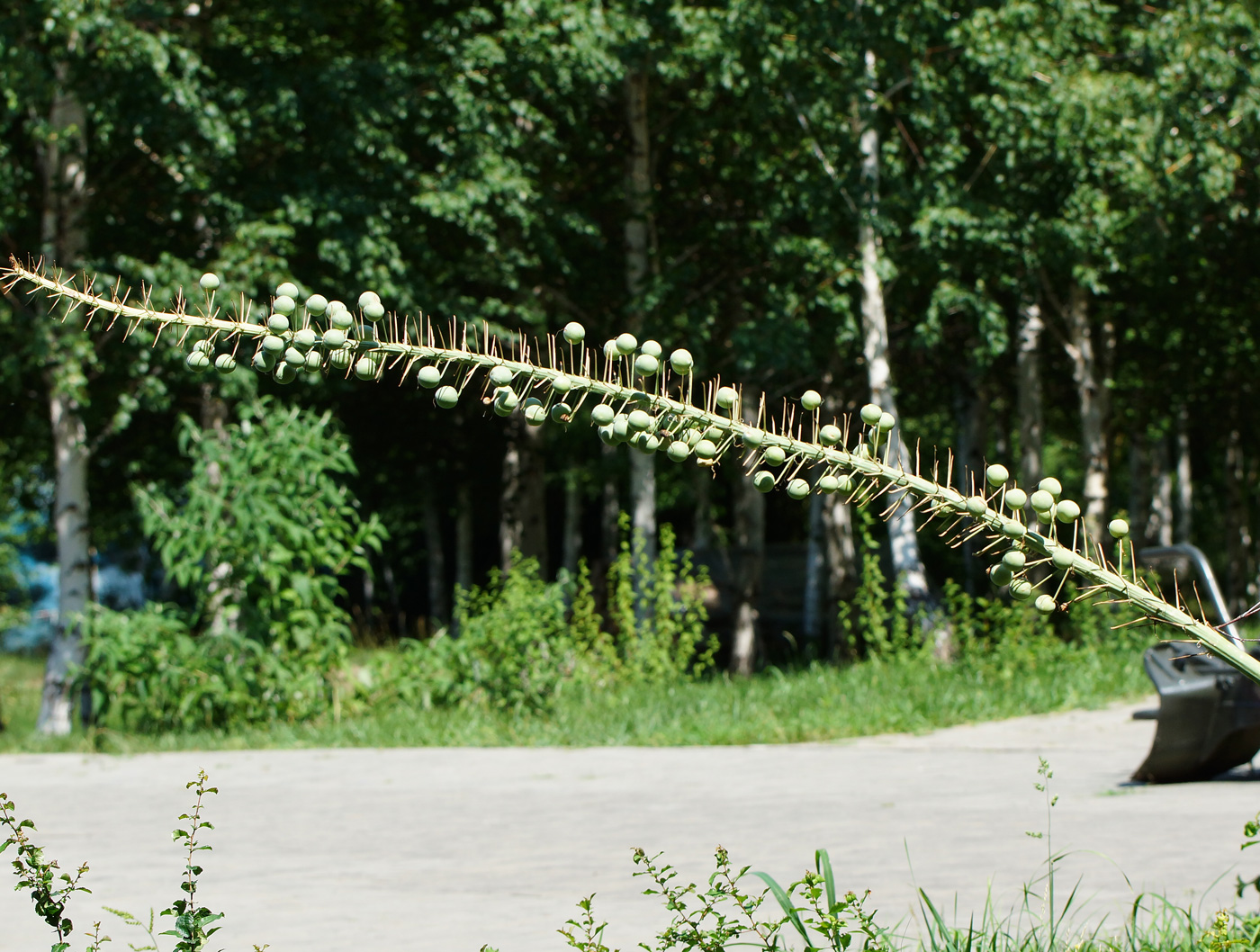 Изображение особи Eremurus robustus.