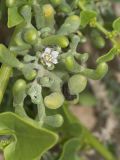 Tetraena fontanesii