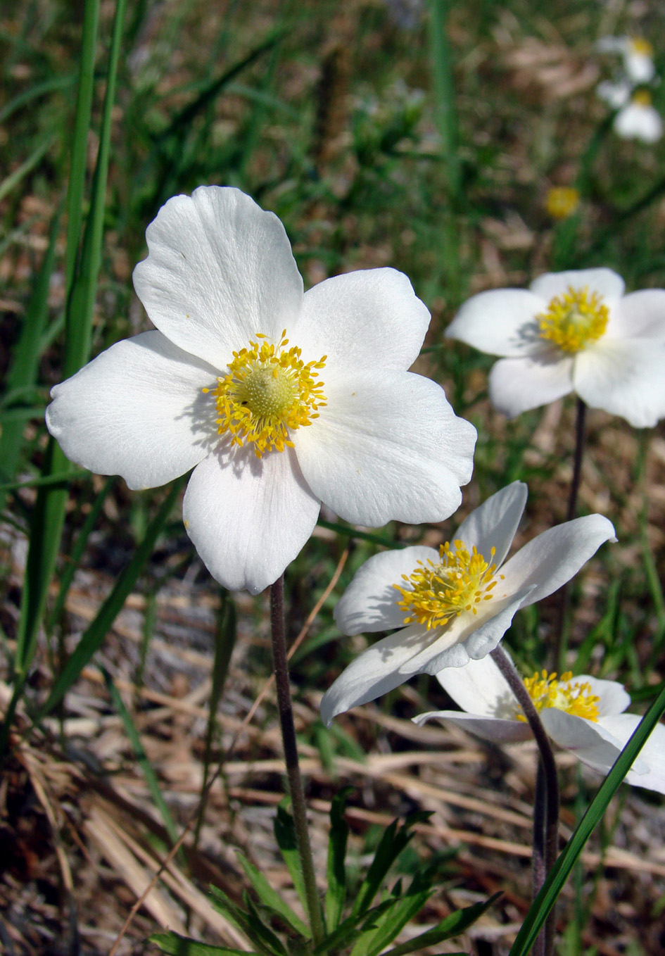 Изображение особи Anemone sylvestris.