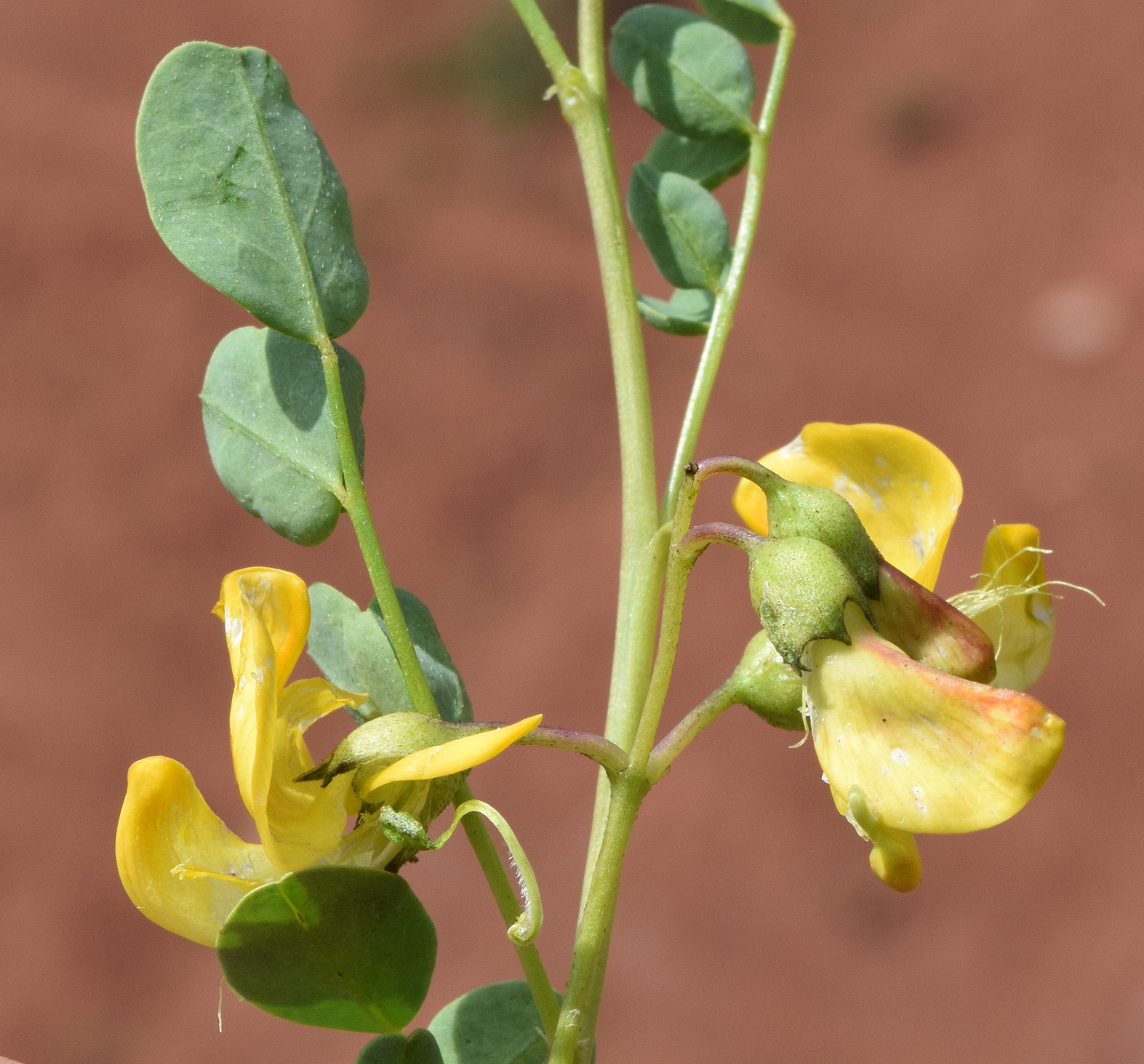 Изображение особи Colutea brachyptera.