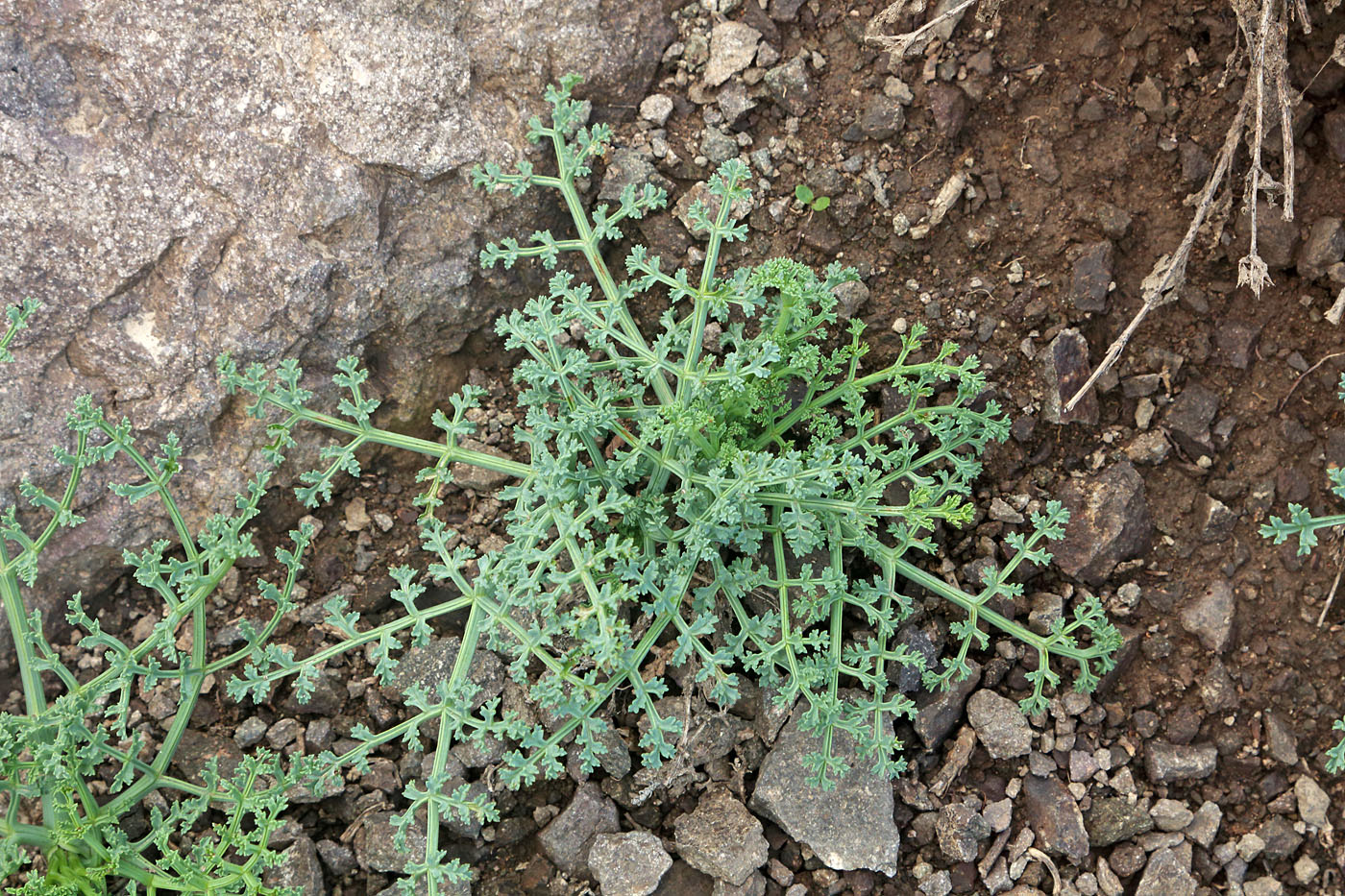 Image of Ferula tschimganica specimen.