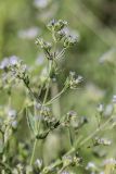 Nepeta parviflora. Верхушка растения с соцветиями. Ростовская обл., Каменский р-н, окр. хут. Масаловка, меловой склон. 27.05.2018.