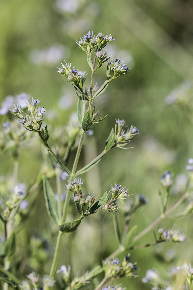Image of Nepeta parviflora specimen.