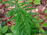 Polygonatum verticillatum