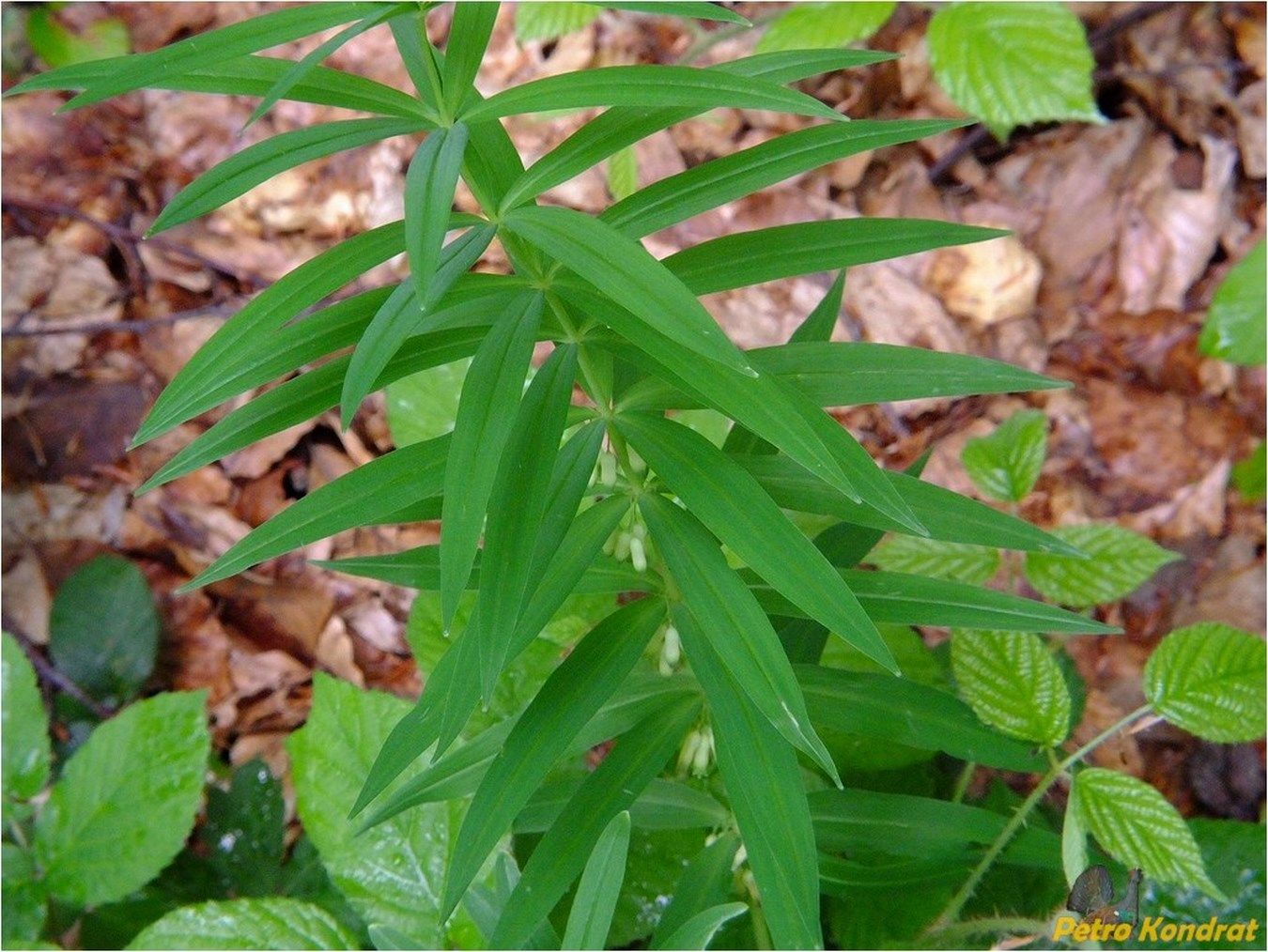 Image of Polygonatum verticillatum specimen.