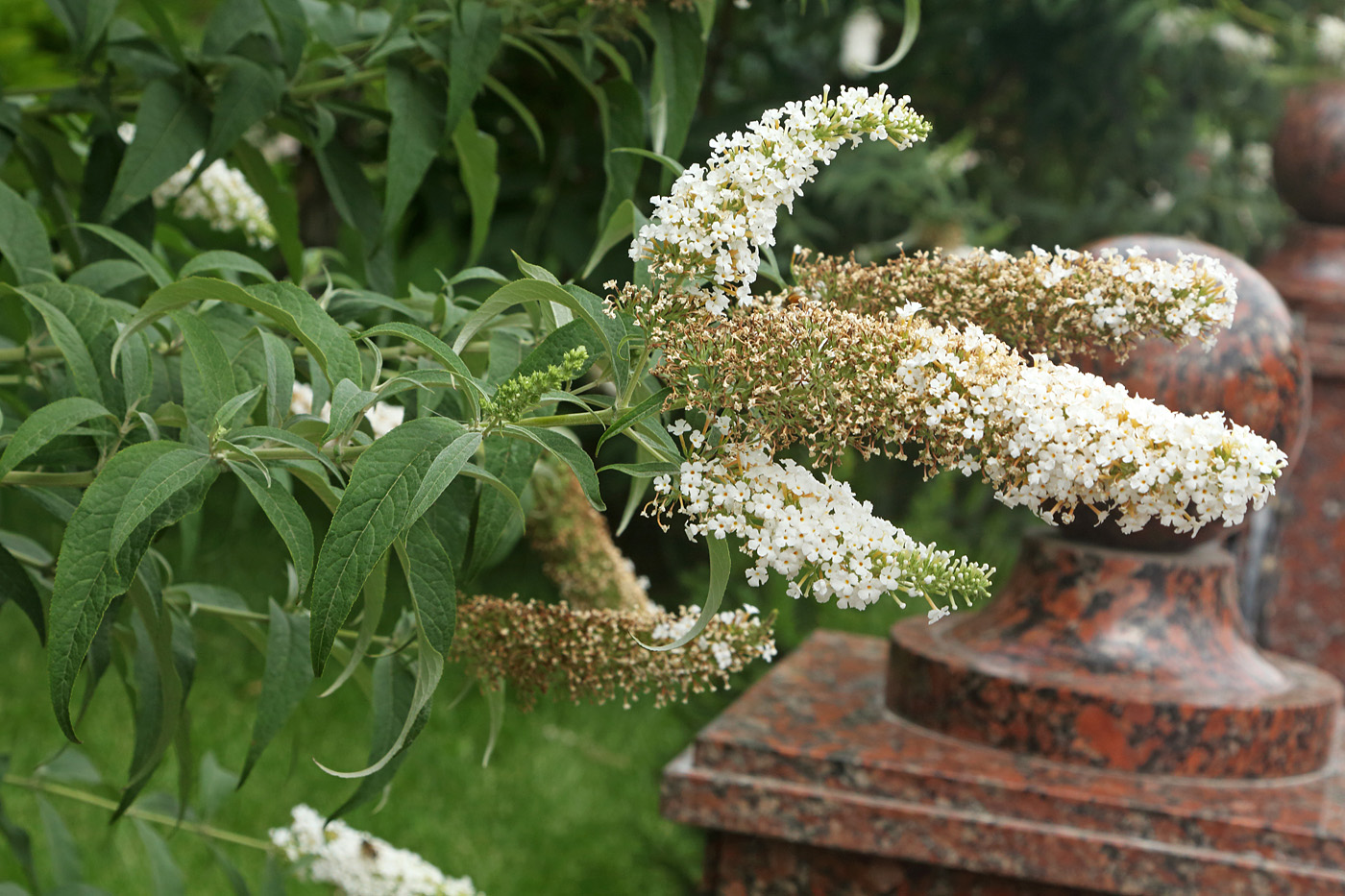 Image of Buddleja davidii specimen.