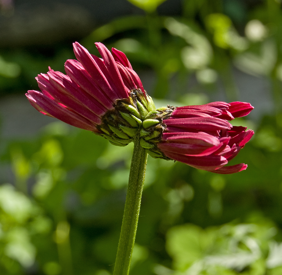 Изображение особи Pyrethrum coccineum.