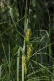 Carex vesicaria