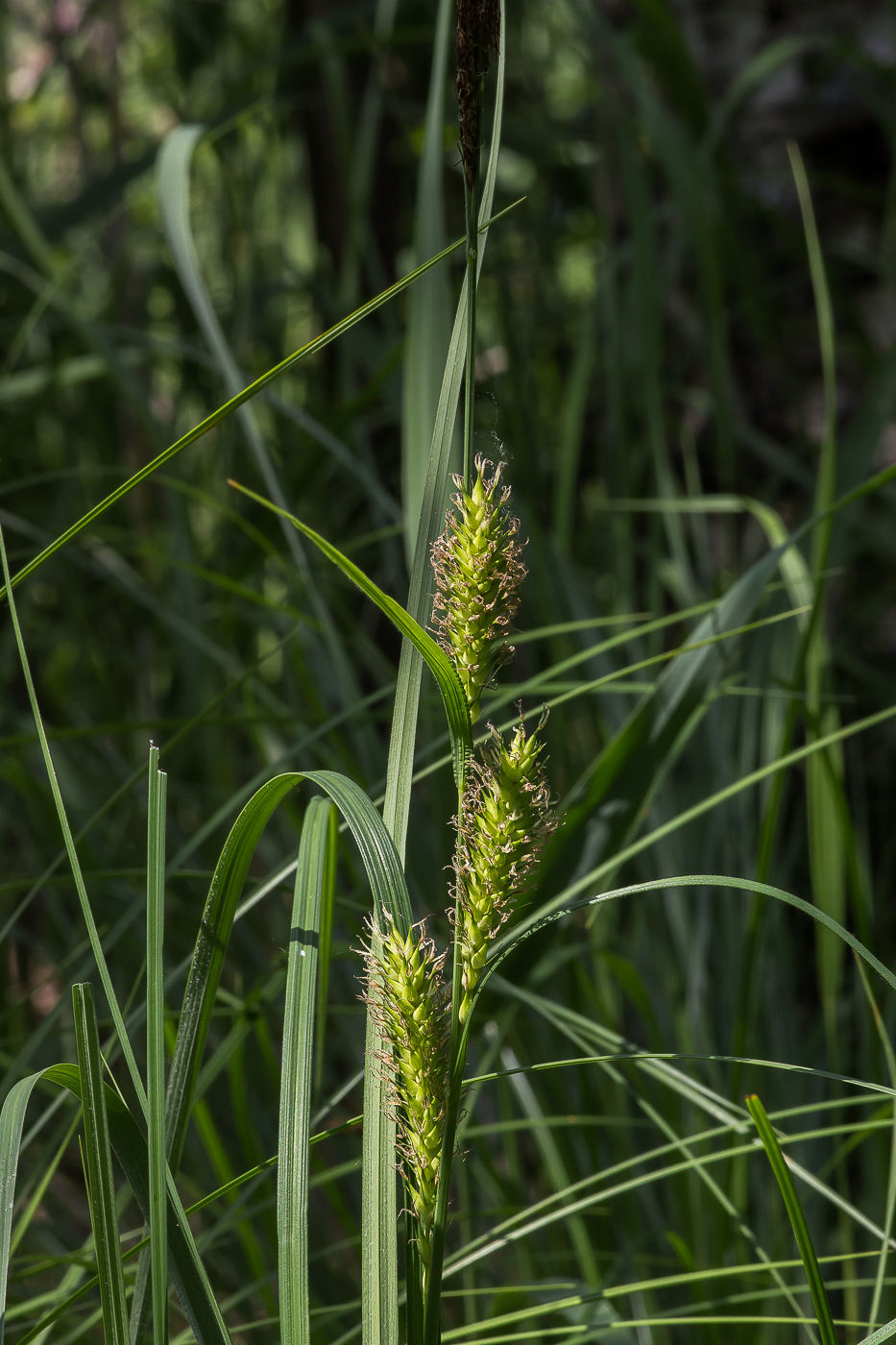 Изображение особи Carex vesicaria.